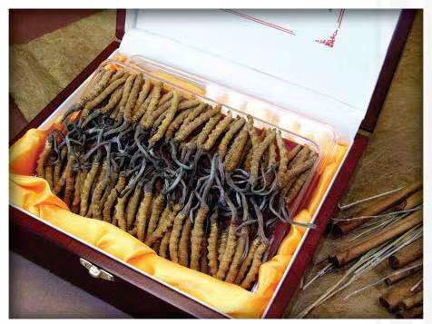 任丘冬虫夏草回收